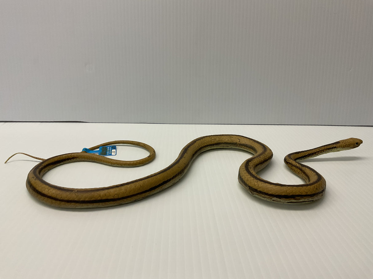 Brown and black rat snake coiled on a white surface for Mamejo MAJ22209, front view