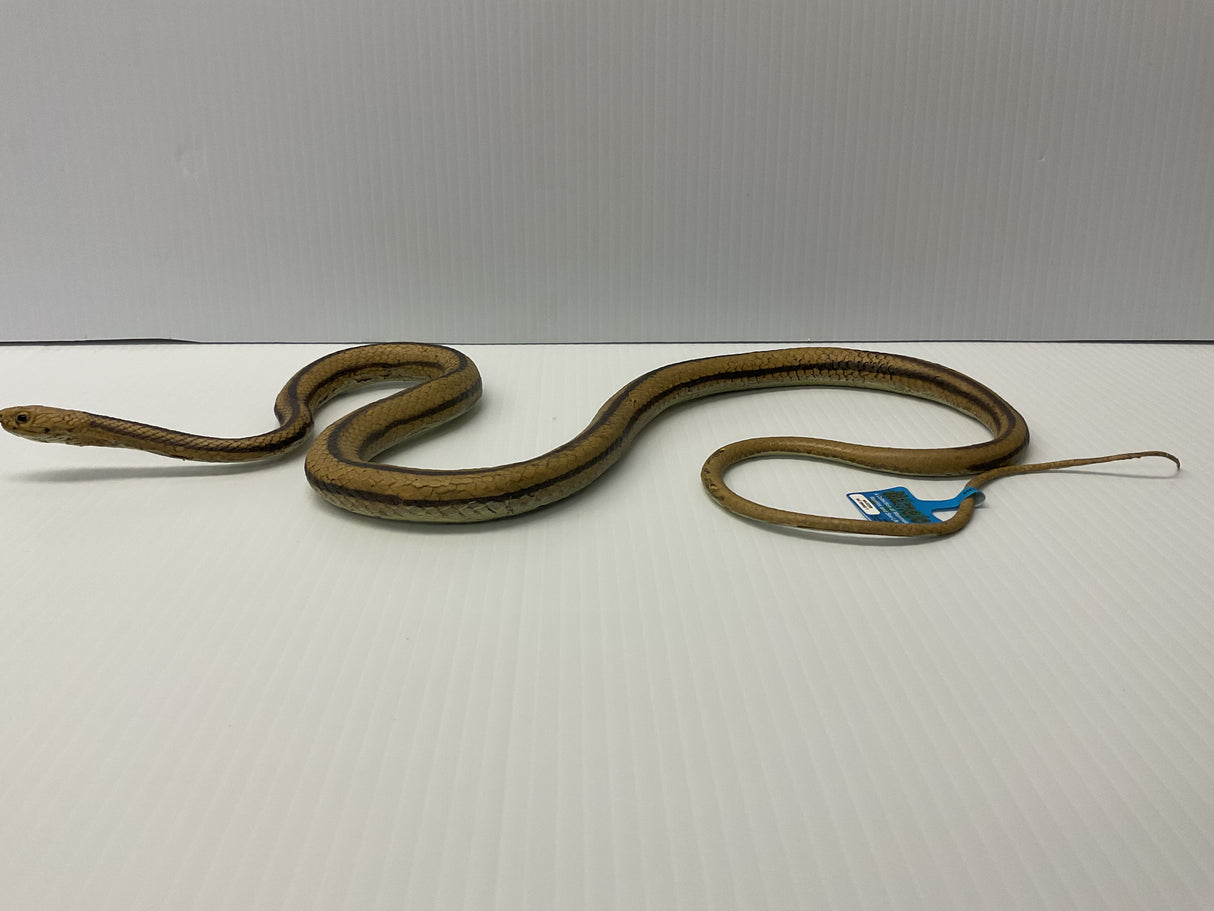 Brown rat snake coiled on a white surface for Mamejo MAJ22209
