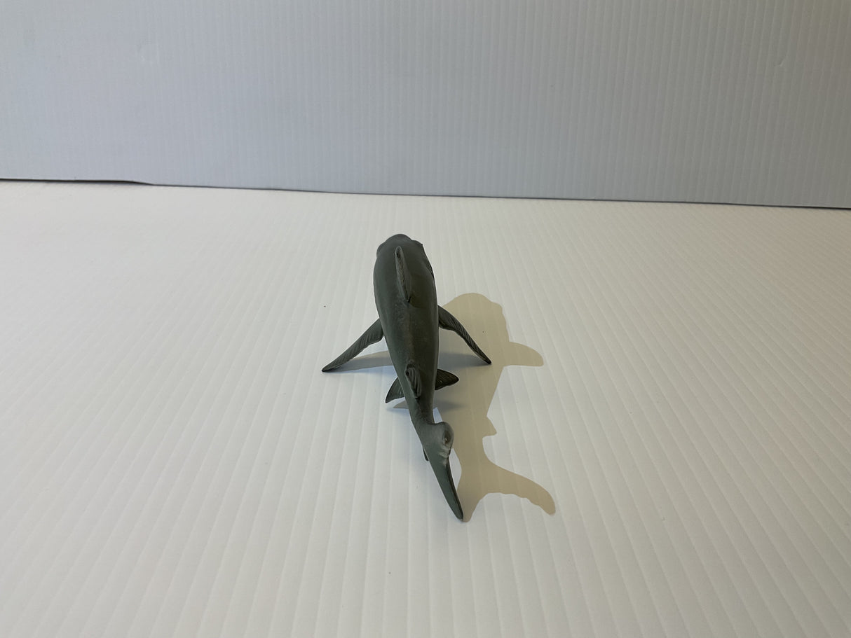 Young Great White Shark | MAJ12816 | Mamejo