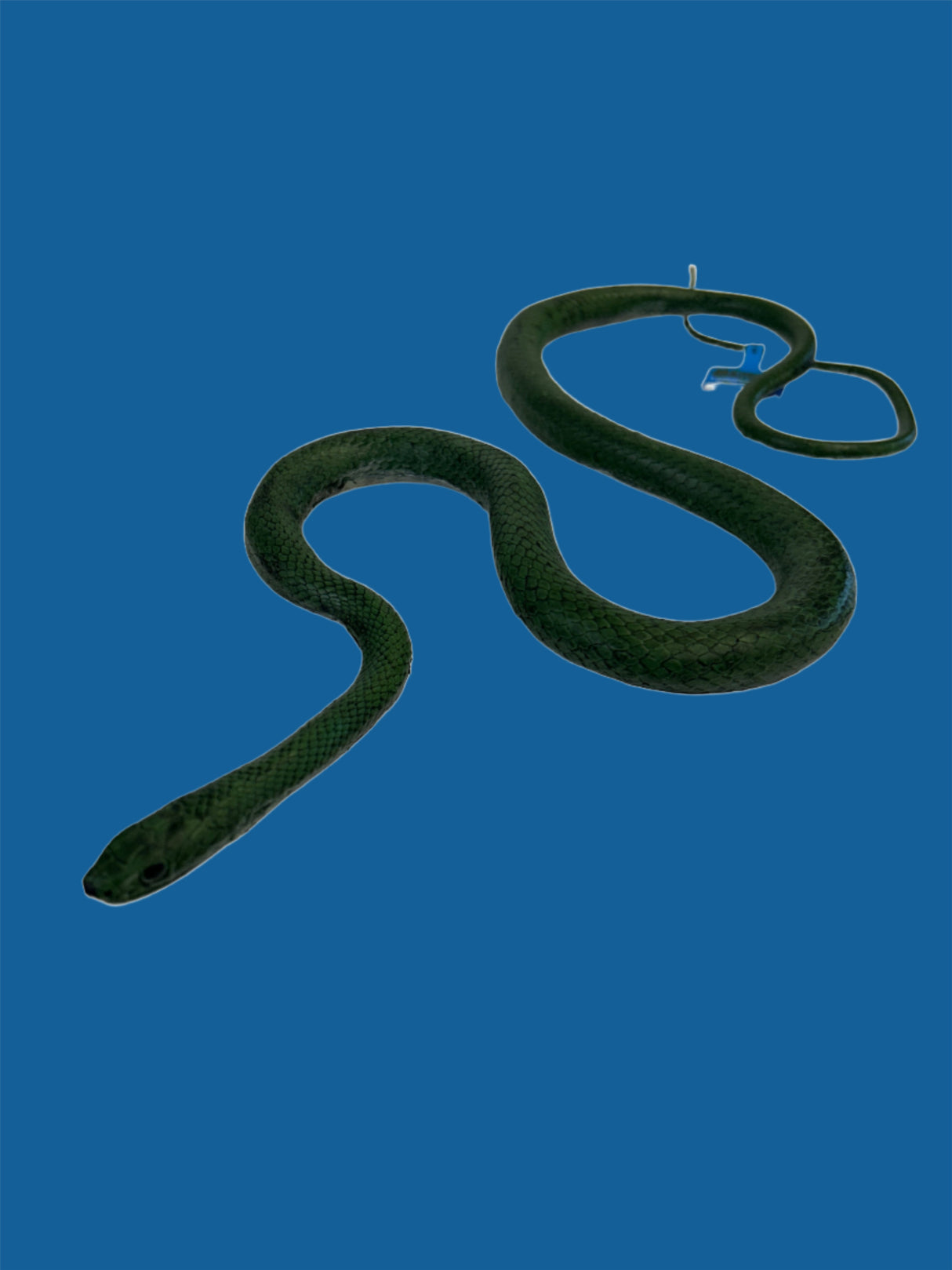 Rat Snake Green | MAJ22210 | Mamejo
