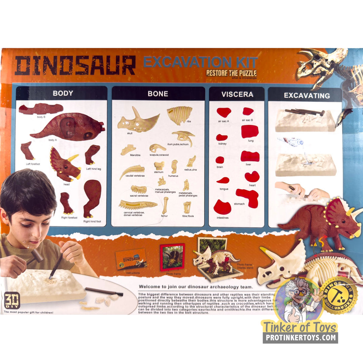 Triceratops Anatomy Excavation Kit | IMX17233 | King Me World