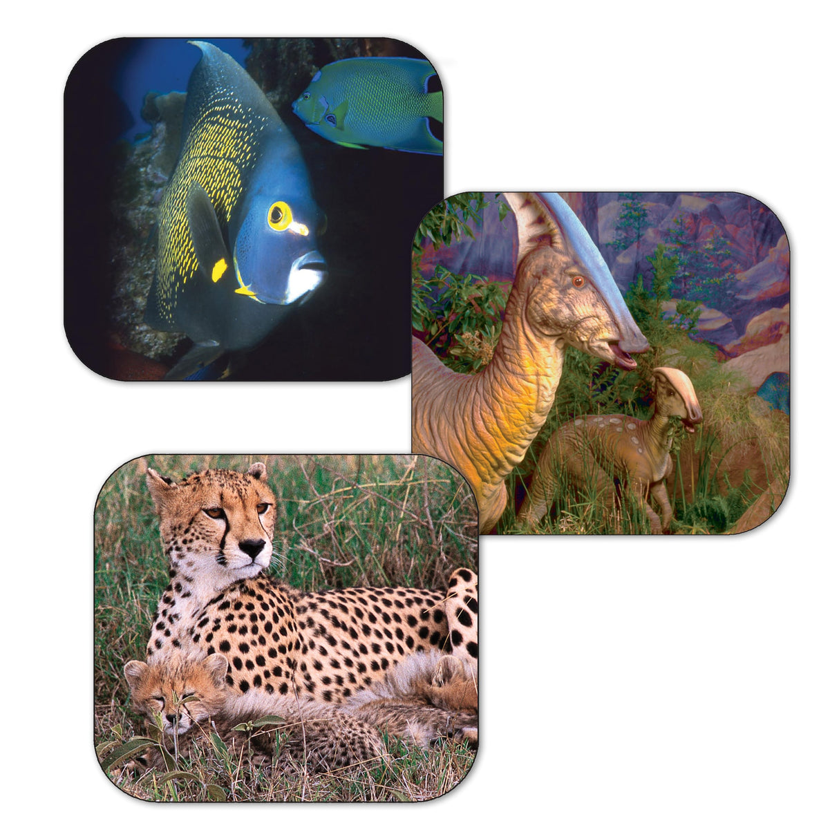 Tropical fish, giraffe, and leopard in a viewmaster set for Schylling 2036