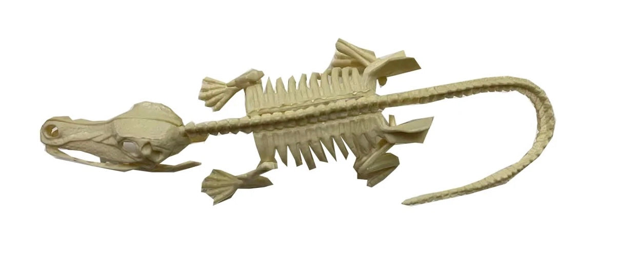 Diy Assembly Dinosaur | 88884 | BVP