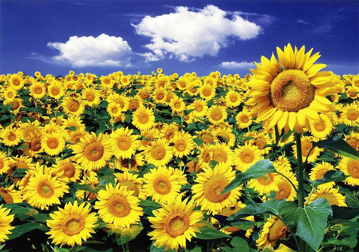 Sunflower III 1000 PC | PLF1178 | PuzzleLife