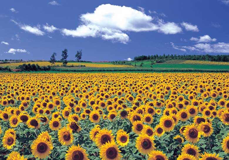 Sunflower Field 4 1000 PC | PLF1179 | PuzzleLife