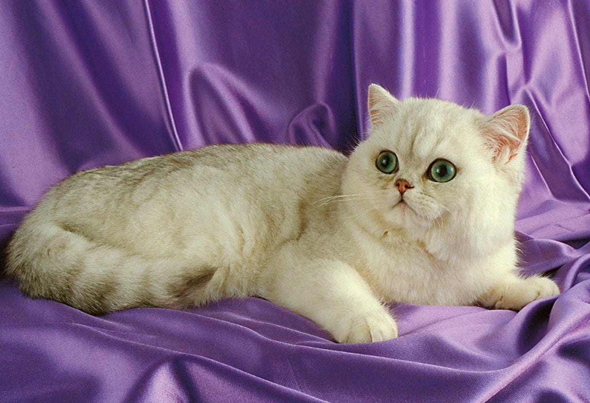 Little Friend 300 PC | TOM30-047 | Tomax