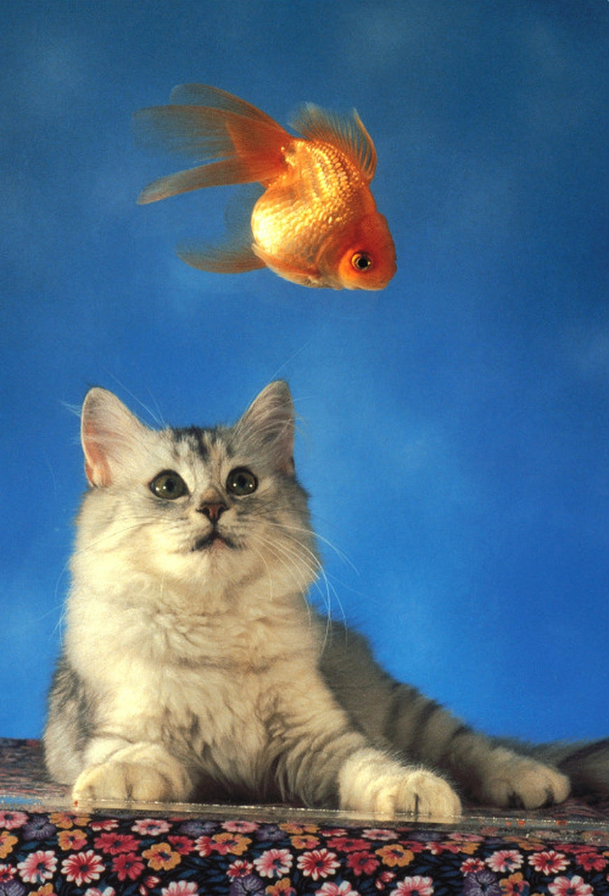 Curious kitten watches a bright orange goldfish float in blue for Tomax TOM30-049
