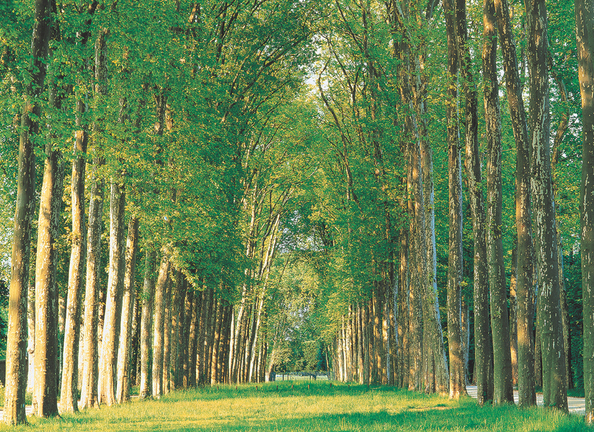 Tree-Lined Road 500 PC | TOM50-087 | Tomax