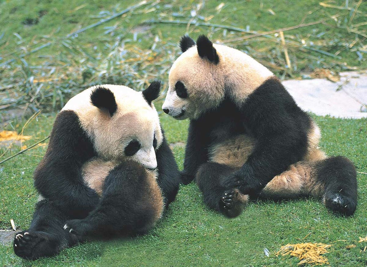 Two pandas rest on green grass, looking toward each other for Tomax TOM50-092
