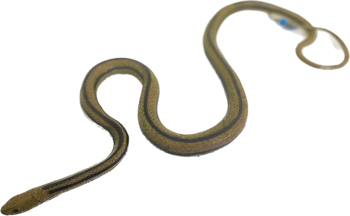 Brown rat snake with dark stripes, coiled on white background for Mamejo MAJ22209