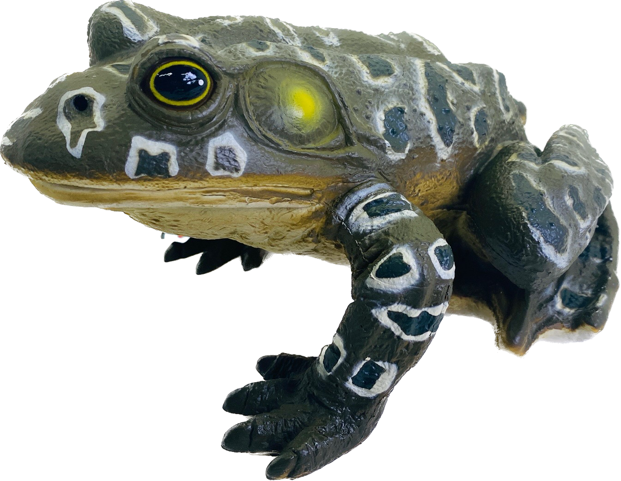 Large Bullfrog with Sound 9" | MAJ12818 | Mamejo