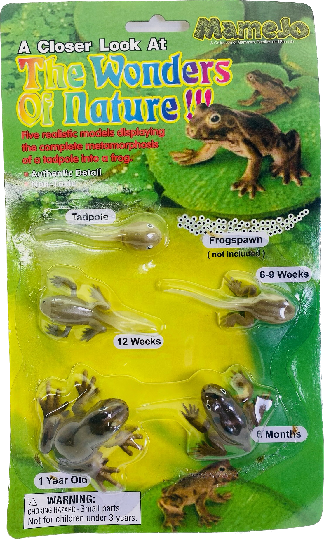 Tba Tadpole to Frog Morphosis | MAJ12839 | Mamejo