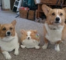 Three cute, squishable corgi toys sitting together on a surface for 101751