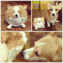 Corgi plush toys and a real corgi dog together for Squishable 101751