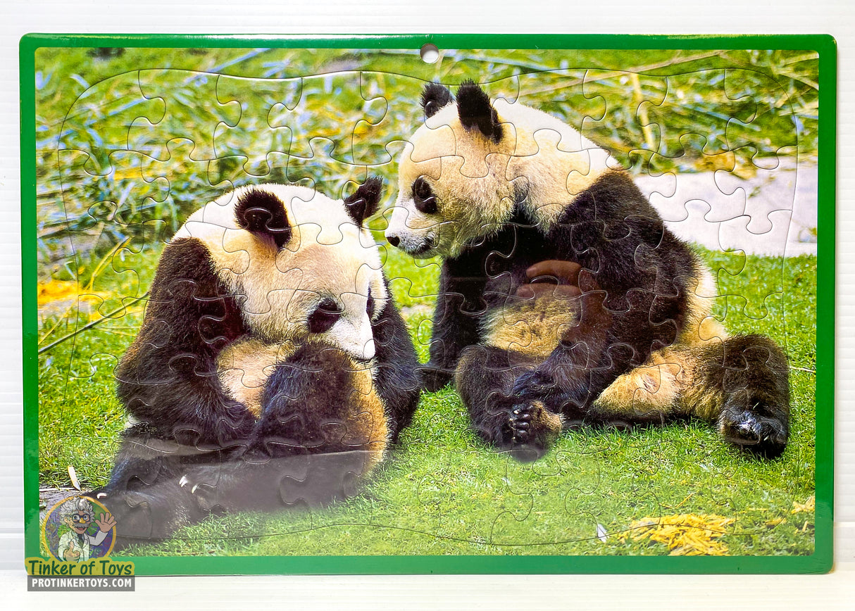 Two pandas resting together on bright green grass for Timmy 60004