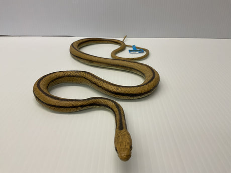 Brown and tan rat snake coiled on a white surface for Mamejo MAJ22209