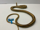 Brown and black rat snake coiled on a white surface for Mamejo MAJ22209, rear view