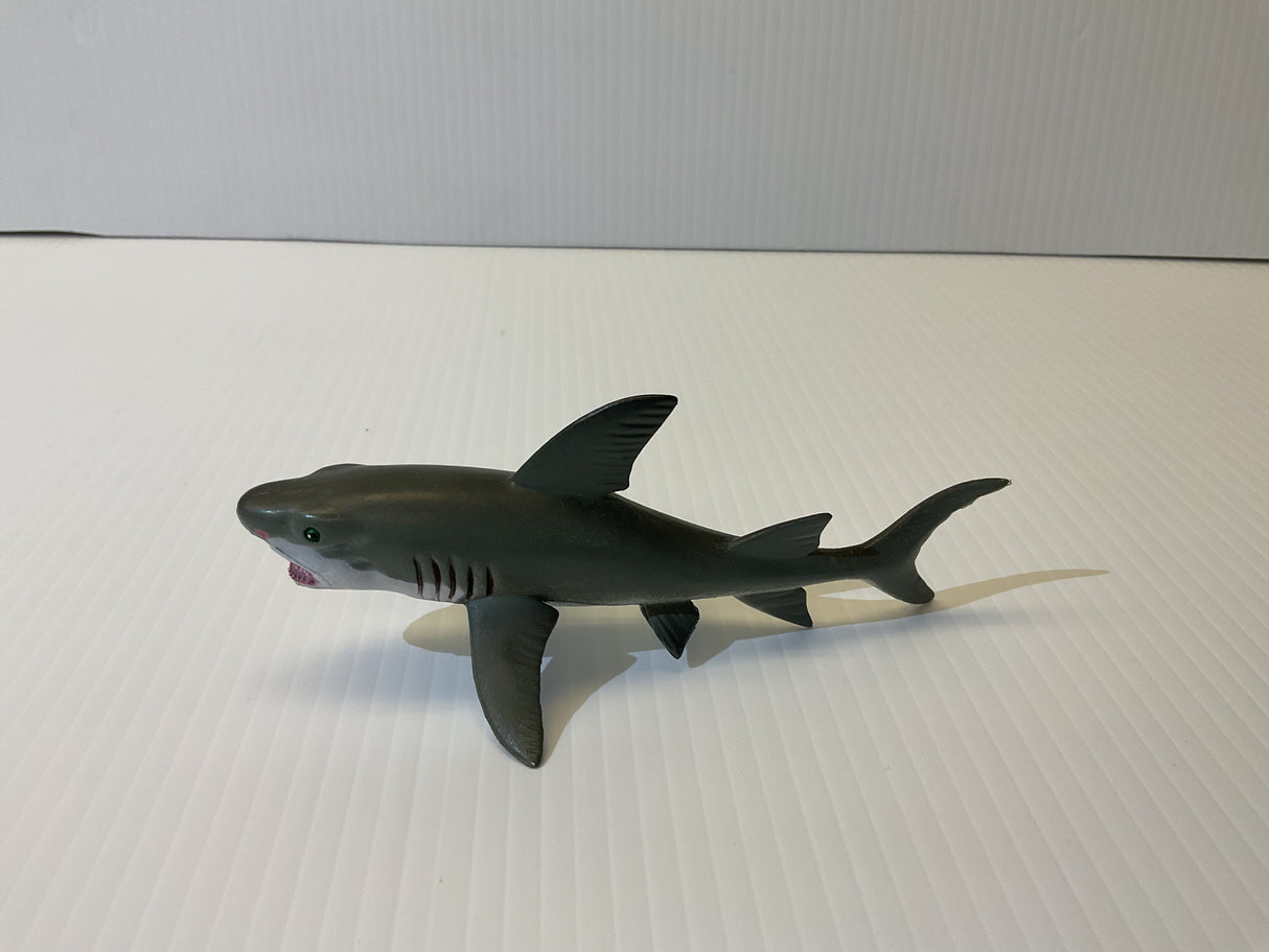 Young Great White Shark | MAJ12816 | Mamejo