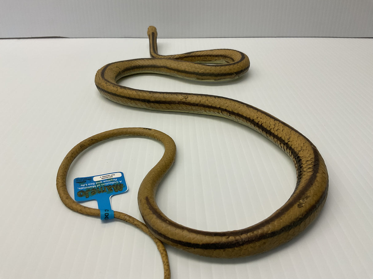 Brown and black rat snake coiled on a white surface for Mamejo MAJ22209, side view