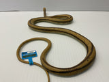 Brown and black rat snake coiled on a white surface for Mamejo MAJ22209, side view