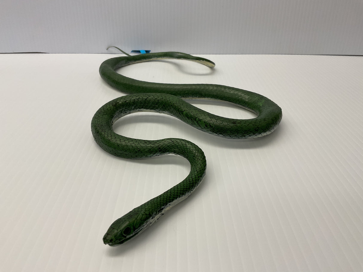 Green rat snake coiled on a white surface for Mamejo MAJ22210, front view