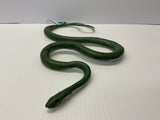 Green rat snake coiled on a white surface for Mamejo MAJ22210, front view