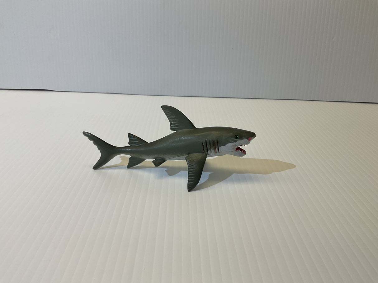 Young Great White Shark | MAJ12816 | Mamejo