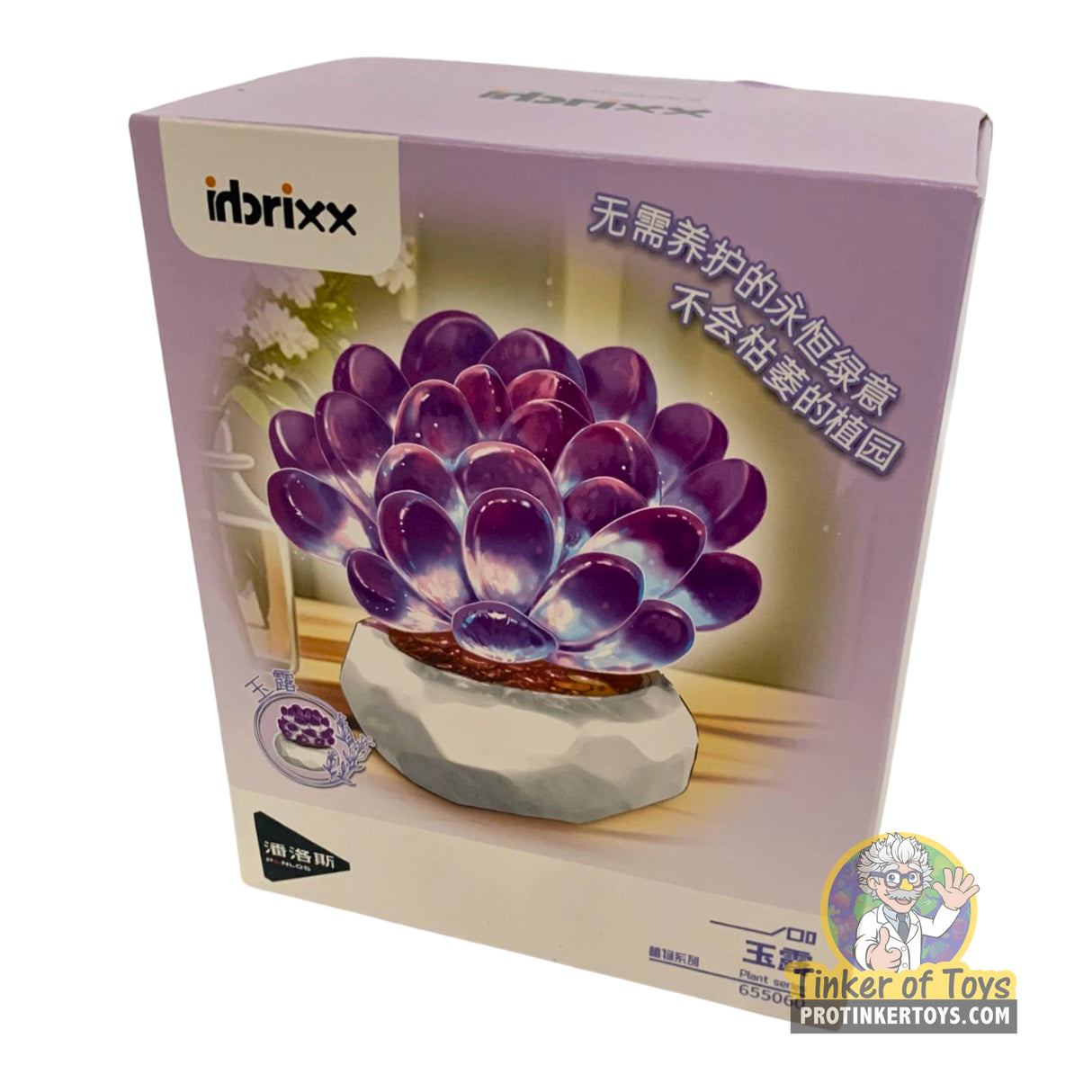Inbrixx Botanical Series – Haworthia Succulent (Haworthia cooperi var. pilifera) – Model INBX65060