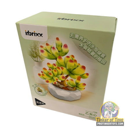 Inbrixx Botanical Series – Sedum Succulent (Sedum pachyphyllum “Jelly Bean Plant”) – Model INBX65062