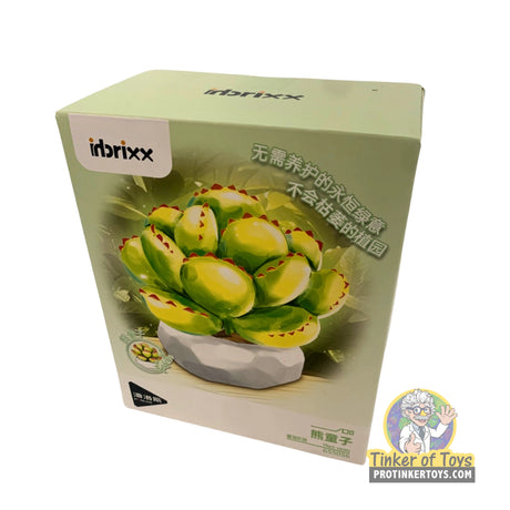 Inbrixx 655056 Botanical Series – Bear’s Paw Cotyledon Succulent