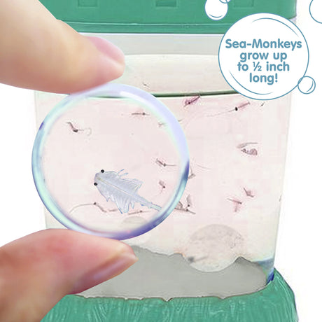 Fingers holding a small magnifying glass up to the aquarium. One magnified Sea-Monkey is visble. There is a callout in a