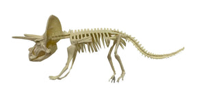 Dinosaur skeleton model for assembly, showing articulated bones for BVP 88884, front view