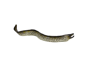 Spotted white eel, curved shape, against white background for Mamejo MAJ12216