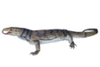 Monitor lizard resting on white background for Mamejo MAJ22201