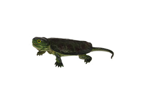 Small snapping turtle resting on white background for Mamejo MAJ22224