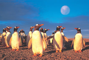 Penguins stand on gravel under a bright blue sky with a full moon for Tomax TOM100-130