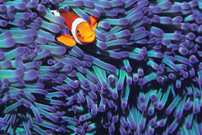 Clownfish nestled among vibrant, textured purple anemone tentacles for Tomax TOM100-284