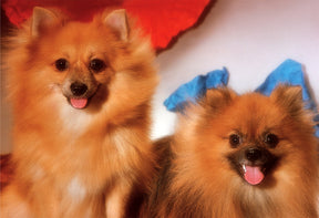 Two fluffy Pomeranians with happy expressions looking at the camera for Tomax TOM30-006