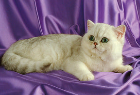 Fluffy white kitten resting on purple satin fabric for Tomax TOM30-047