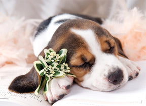 Sleeping Basset Hound with a floral wreath resting on an open book for Tomax TOM30-052BH
