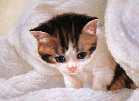 Cute tabby kitten peeking from white, fluffy bedding for Tomax TOM50-017