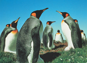 Group of penguins standing in green grass under a bright blue sky for Tomax TOM50-023
