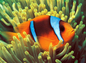 Orange and white clownfish nestled among bright yellow coral tentacles for Tomax TOM50-049
