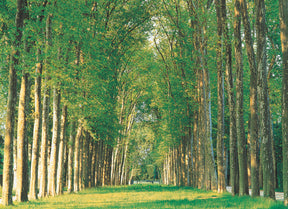 Sunlit, straight avenue lined with tall, green trees for Tomax TOM50-087