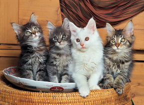 Three fluffy kittens sit in a shallow bowl on a woven basket for Tomax TOM50-117