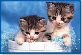 Two adorable kittens rest together on a white surface with blue yarn for Tomax TOM60-006