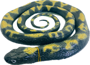 Yellow and black patterned python coiled on black background for Mamejo MAJ22203