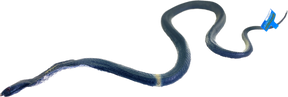 Dark cobra coiled on black background with identification tag for Mamejo MAJ22208