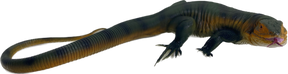 Large green tegu lizard with long tail, viewed in profile against black background for Mamejo MAJ22250