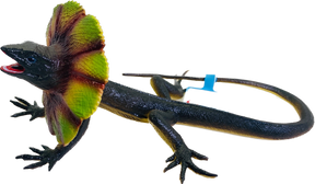 Small brown lizard with a vibrant, fan-like head crest for Mamejo MAJ22243